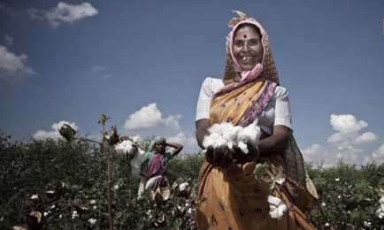 Indian cotton