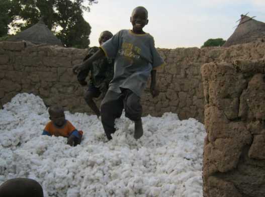 cotton production