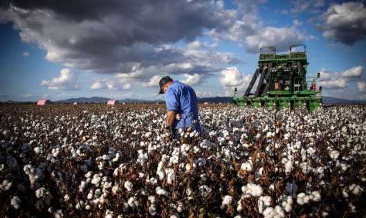 Australian Cotton