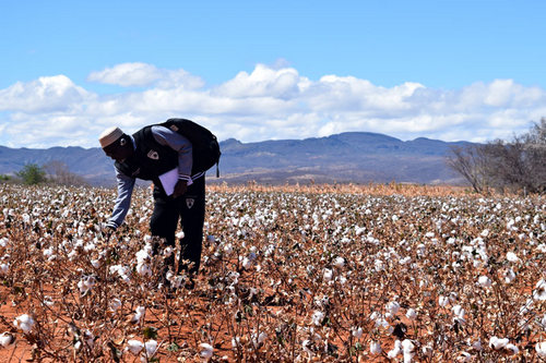 Cotton