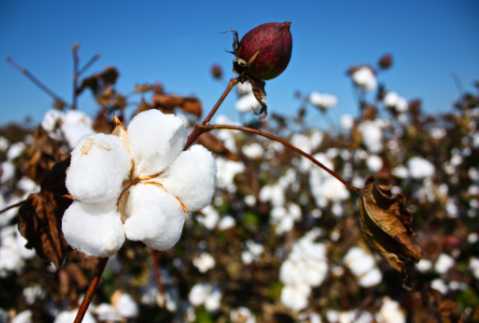 cotton