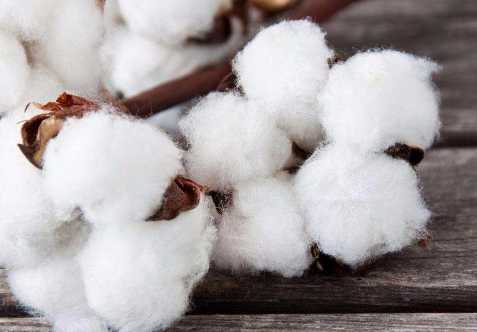 cotton