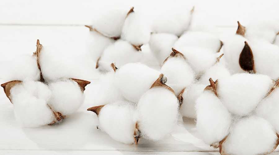 cotton