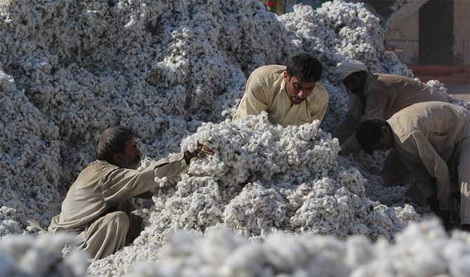 Pakistan cotton